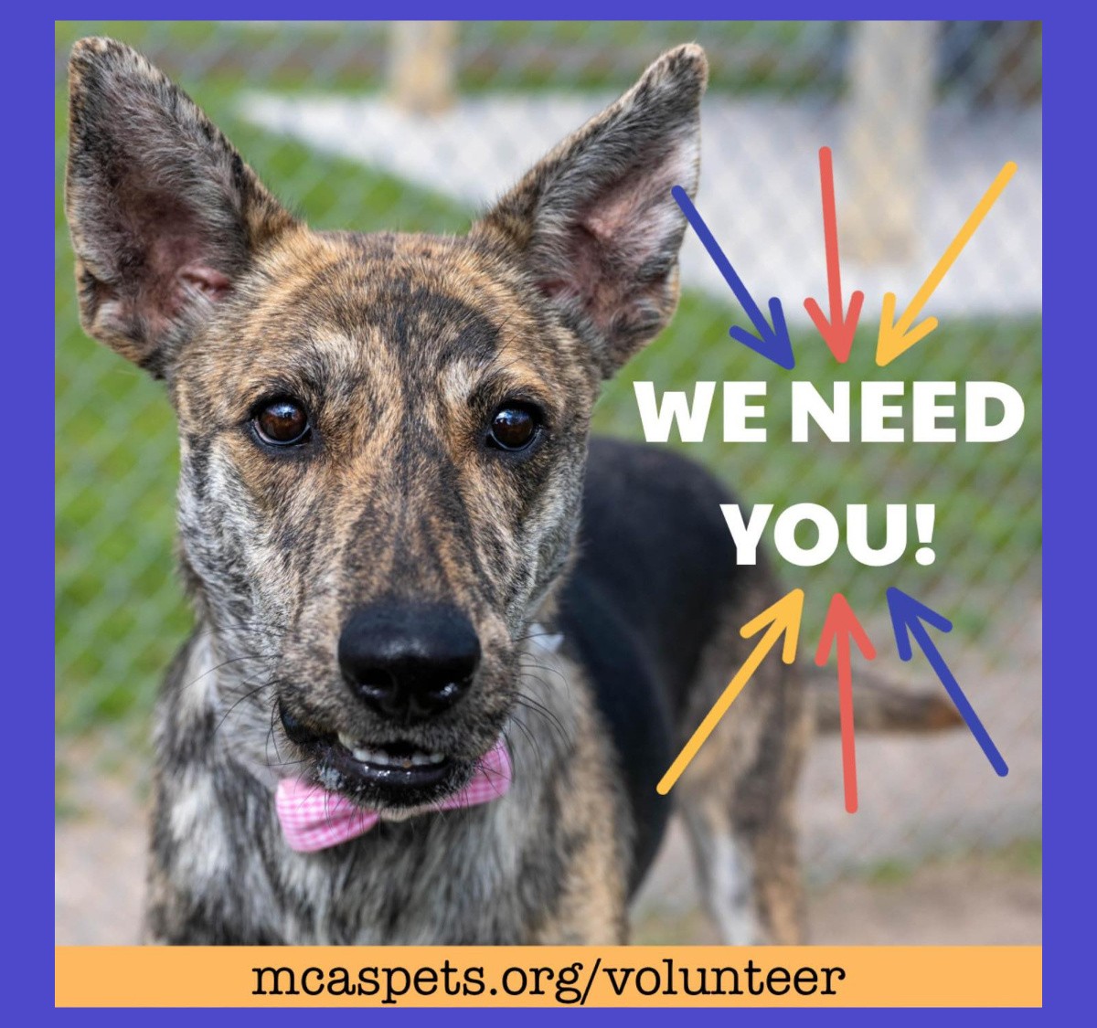 Montgomery County Animal Shelter Jobs