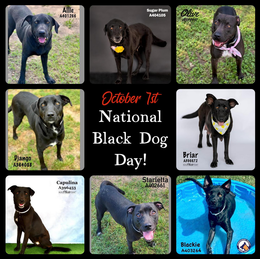 National black shops dog day 2019